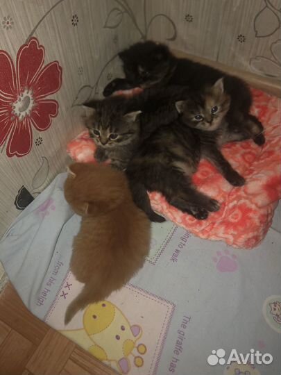 Сибирские котята