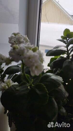 Бегония, каланхоэ