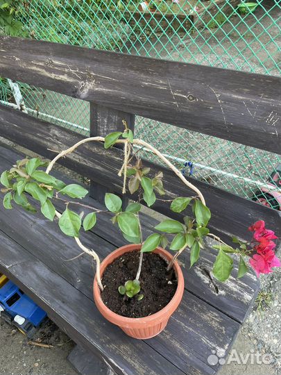 Бугенвиллия