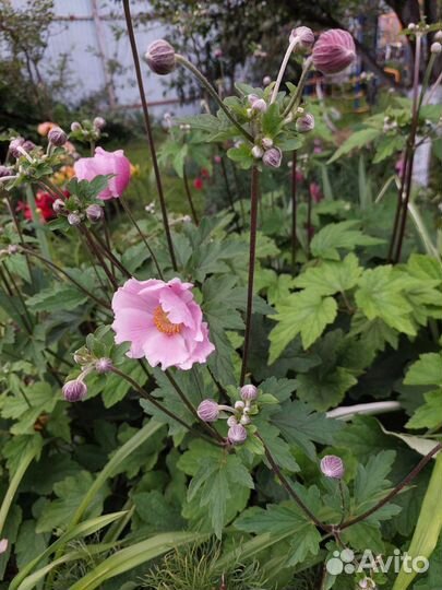 Традесканция садовая,анемониум розовый