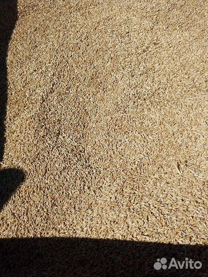 Ячмень зерно