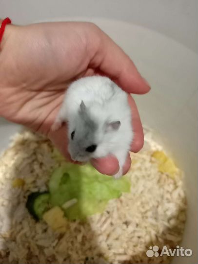 Джунгарский хомяк