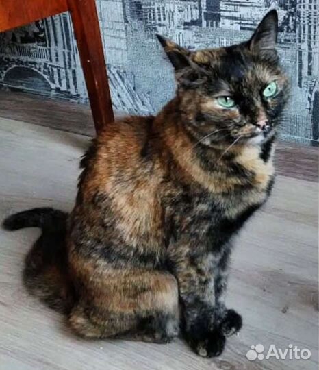 Кошка Ласка