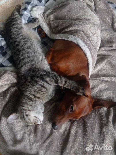 Кошка в дар