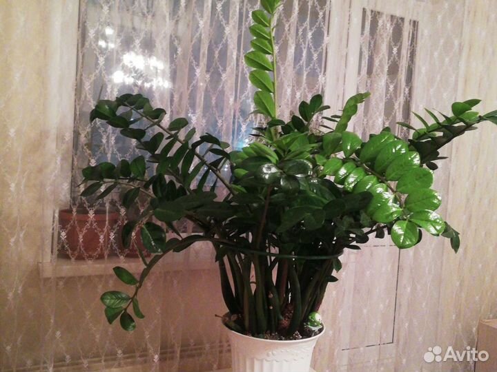 Замиокулькас