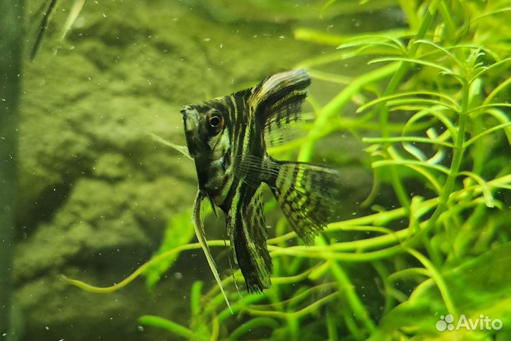 Скалярия вуалевая