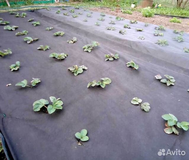 Агротекс перфорированная мульча