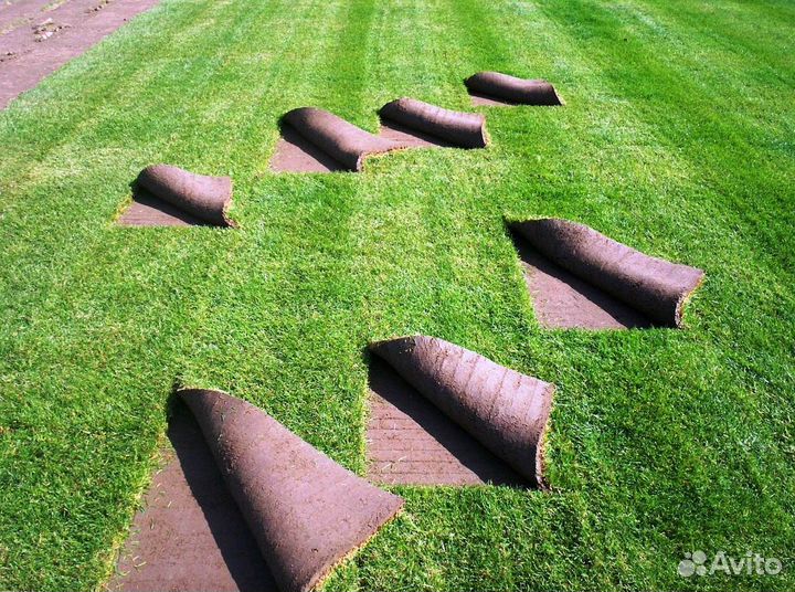 Рулонный газон с доставкой