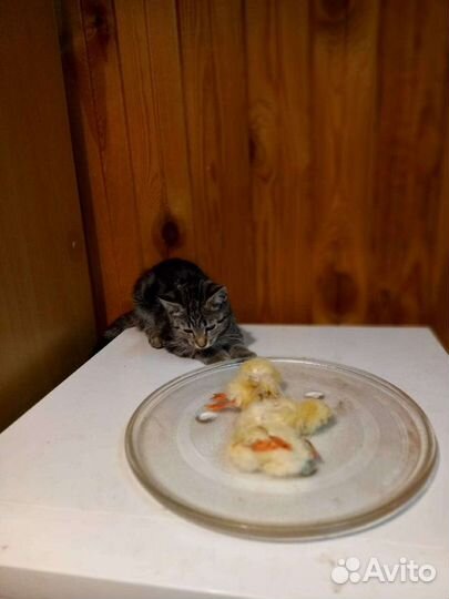 Цыплята суточные замороженные, натуральный корм