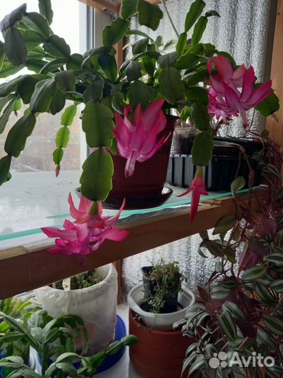 Сортовые декабристы