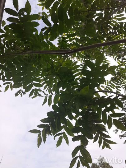 Манжурский орех саженцы