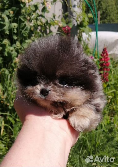 Эксклюзивные шпицы