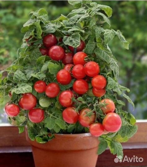Томаты комнатные семена