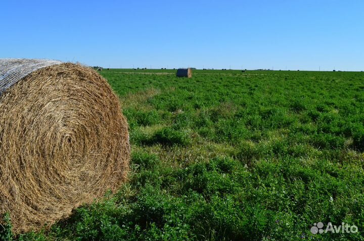 Сено Солома