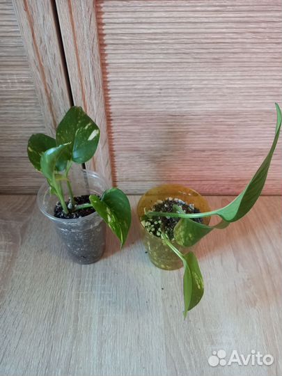 Сциндапсус