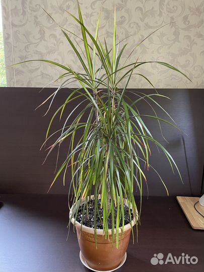 Драцены узколистные, пальма