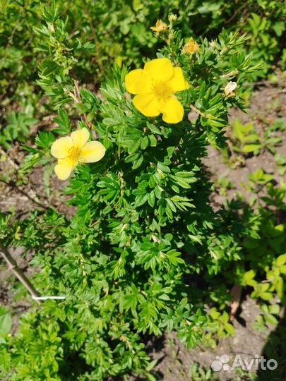 Гортензия,спирея, лапчатка