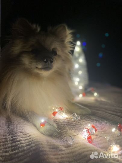 Мини шпиц вязка