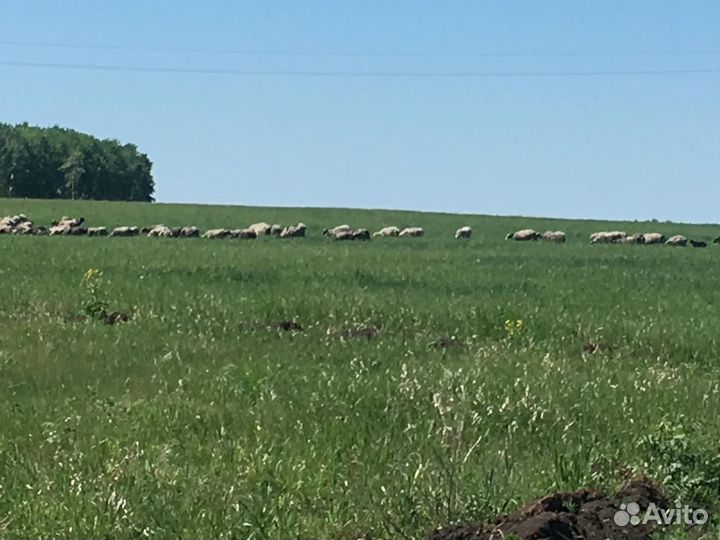 Овцы племенные