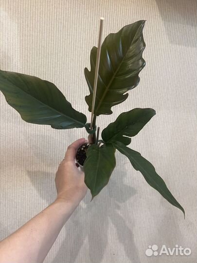 Филодендрон карамель марбл