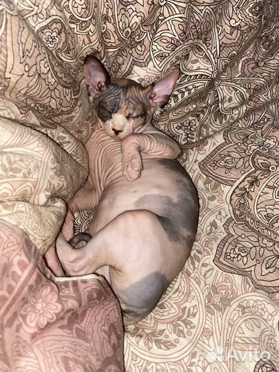 Канадский сфинкс