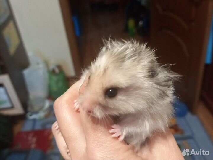 Сирийские хомячки