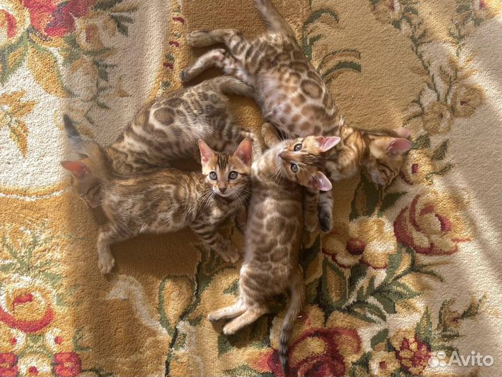 Бенгальская