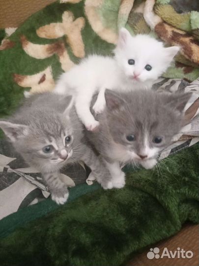 Кошка в дар бесплатно