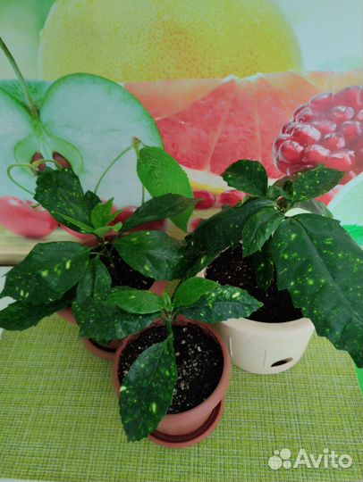 Аукуба японская