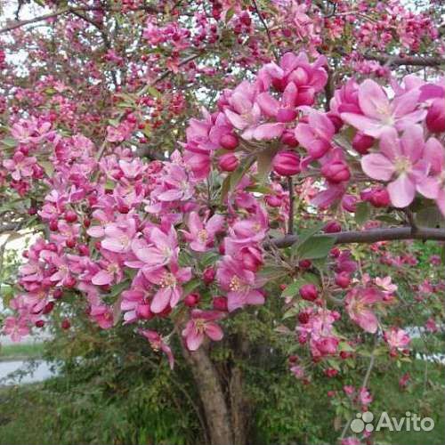 Семена Краснолистной яблони Недзвецкого 100 г