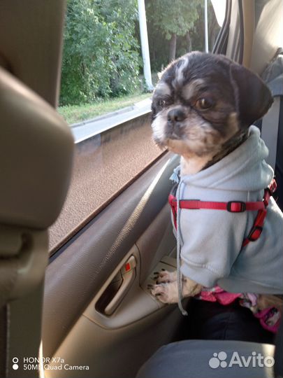 Ши-тцу вязка