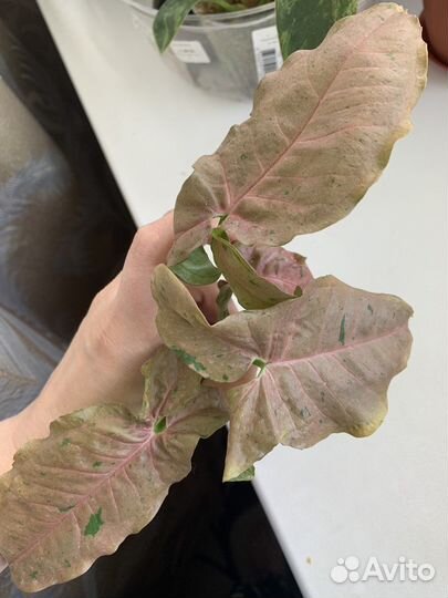 Сингониумы