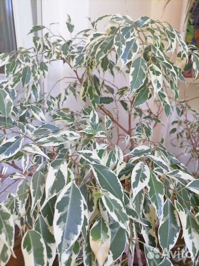 Фикус бенджамина большой в глиняном горшке