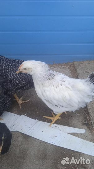 Куры Несушки