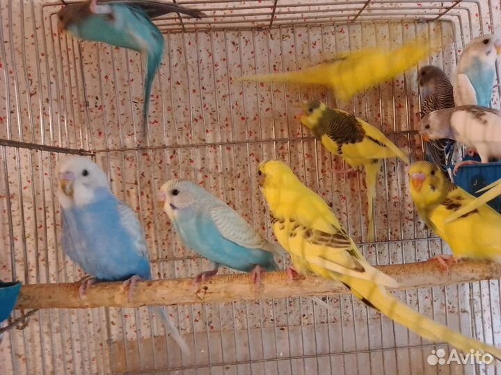 Попугаи волнистые, неразлучники, амадины