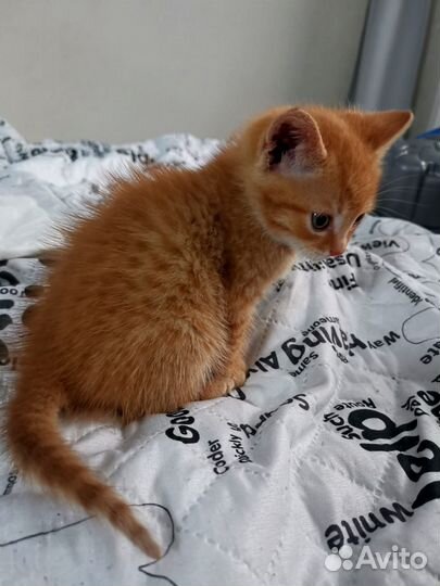 Рыжий котенок