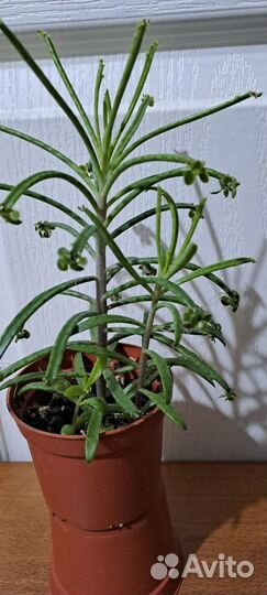 Очиток моргана