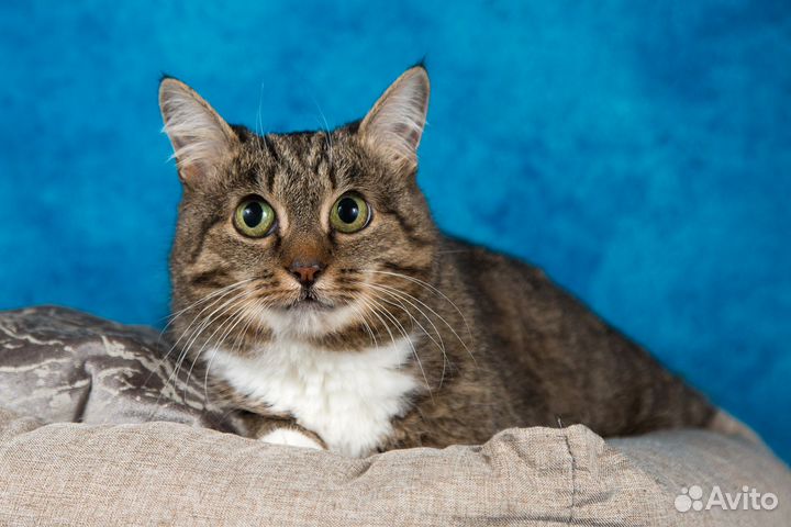 Кошечка Муся в добрые руки