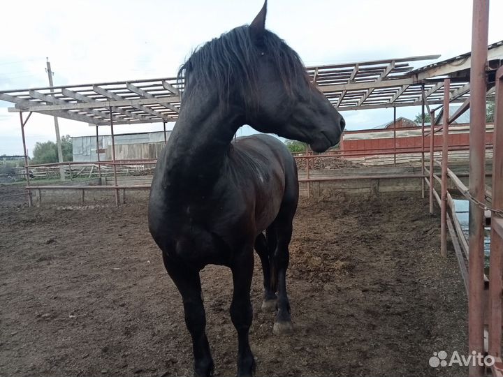 Жеребец на племя