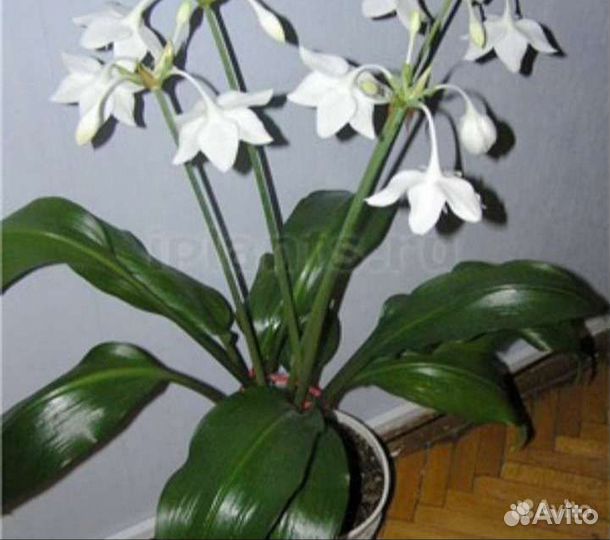 Лилия эухарис