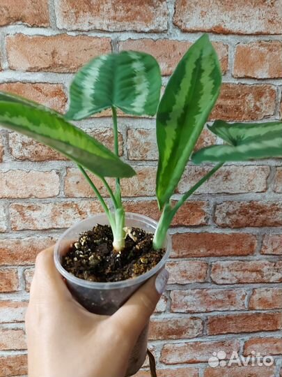 Шизматоглоттис Валличии (Тай)