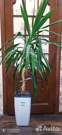 Пальма юкка