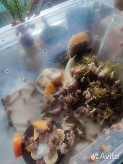 Улитята альбиносы