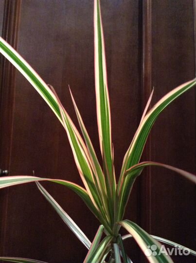 Драцена Маргината (окаймленная)