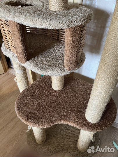 Кошачий комплекс