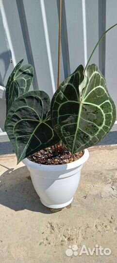 Антуриум кларинервиум