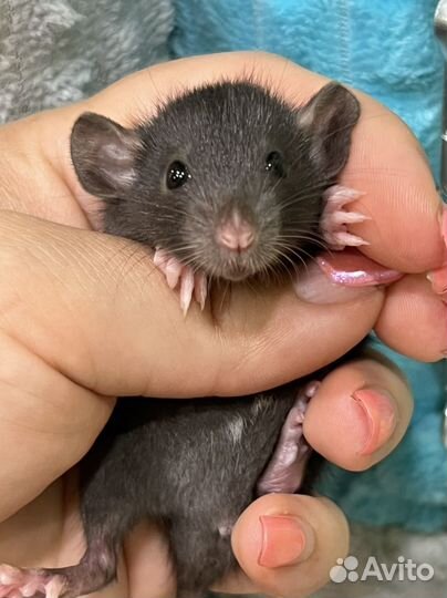Крыса крыски крысята дамбо крысы