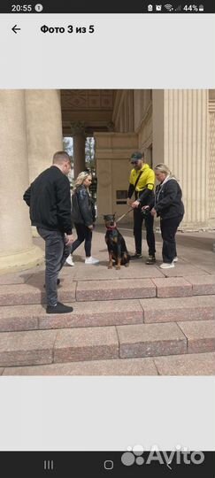 Доберман вязка