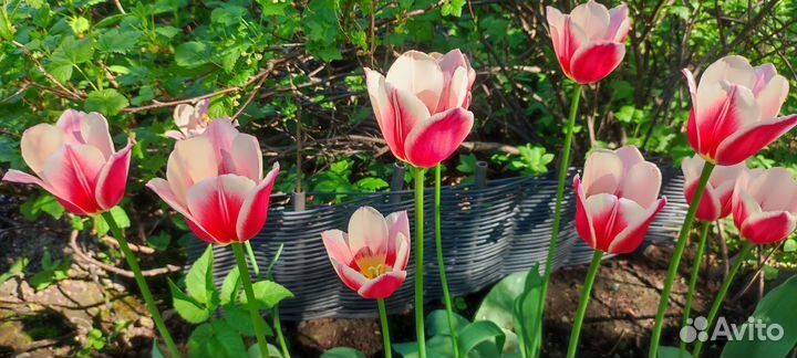 Тюльпаны на срез