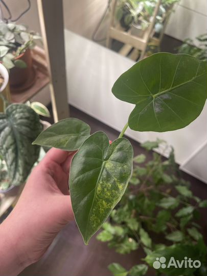 Алоказия гагеана вариегатная